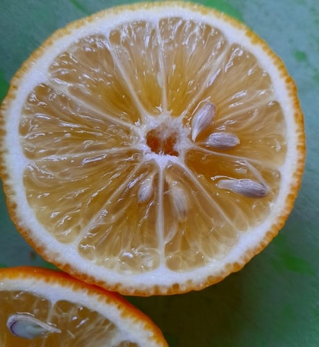 Citrus limonia