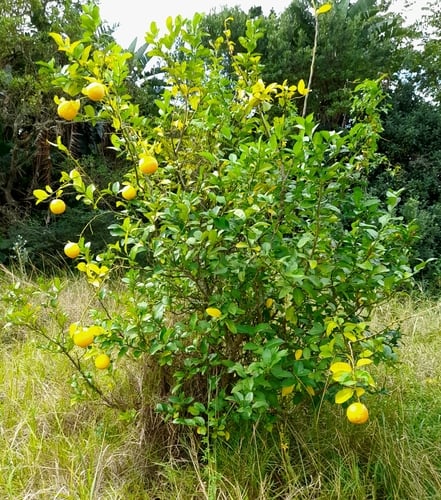 Citrus limonia (Rangpur lime) — photo