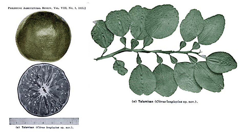 Citrus longispina