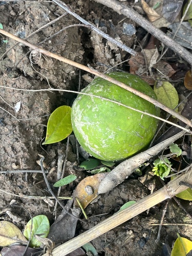 Citrus lucida (Wood apple) — photo