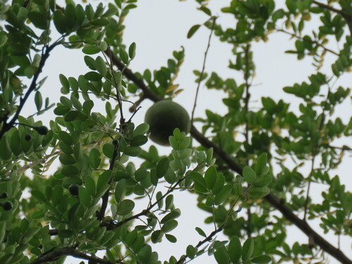 Citrus lucida (Wood apple) — photo
