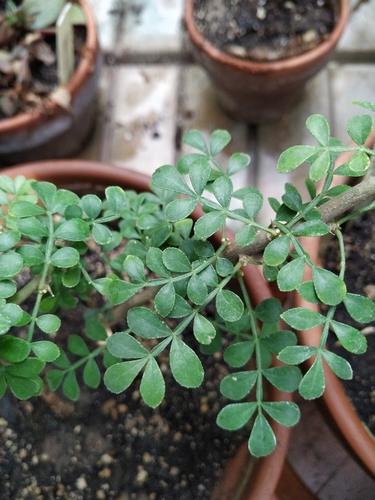 Citrus lucida