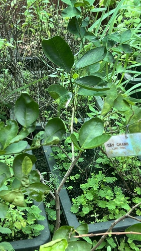 Citrus macroptera (Limau hantu) — photo