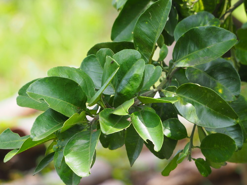 Citrus maxima (Pummelo) — photo