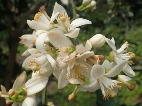 Citrus maxima x Citrus reticulata (Wheeney) — photo