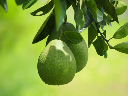 Citrus maxima x Citrus reticulata
