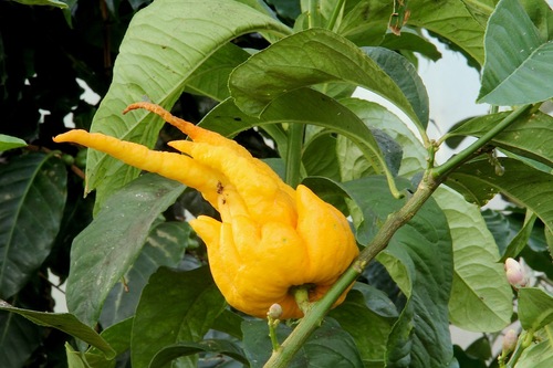 Citrus medica