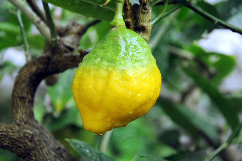 Citrus medica (Citron) — photo
