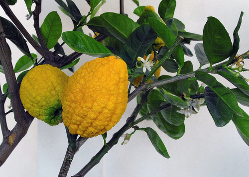 Citrus medica (Citron) — photo
