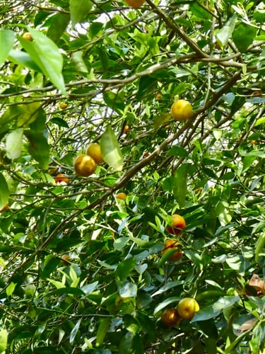Citrus microcarpa (Musk lime) — photo
