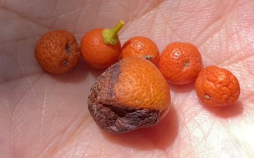 Citrus mitis