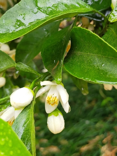 Citrus natsudaidai (Japanese summer-grapefruit) — photo