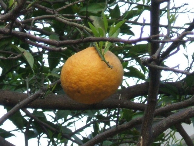 Citrus natsudaidai (Japanese summer-grapefruit) — photo