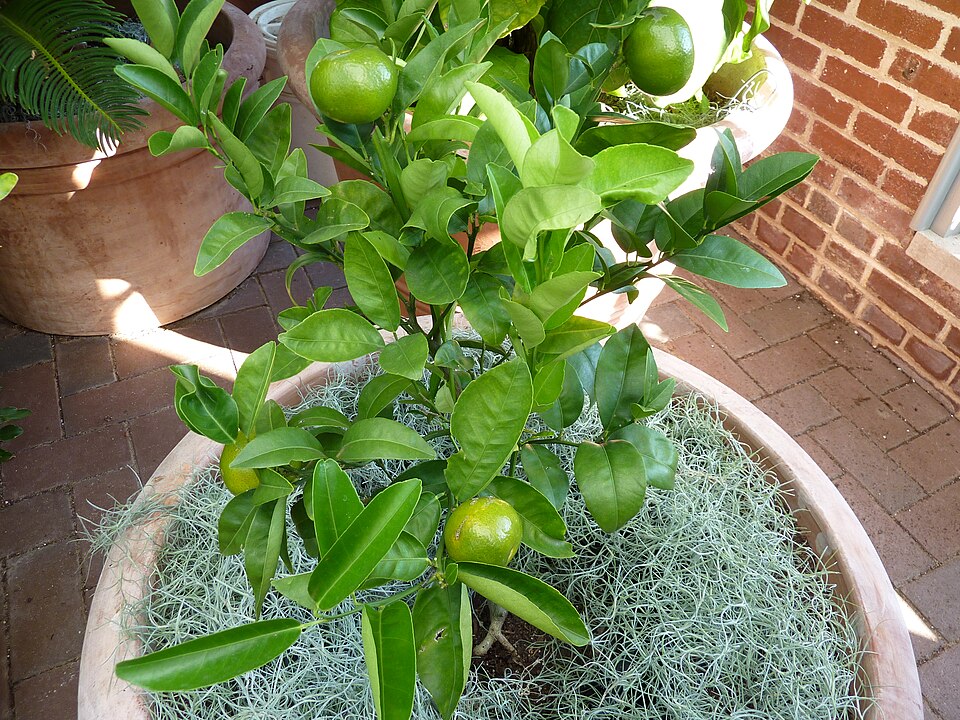 Citrus nobilis (King orange) — photo