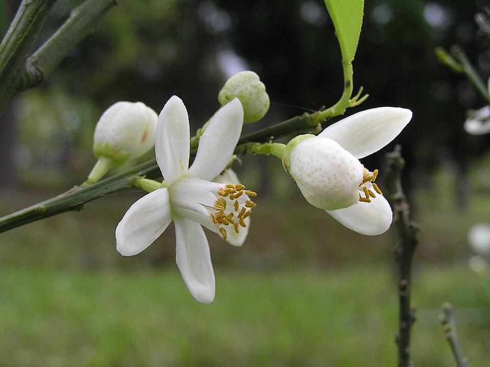 Citrus nobilis
