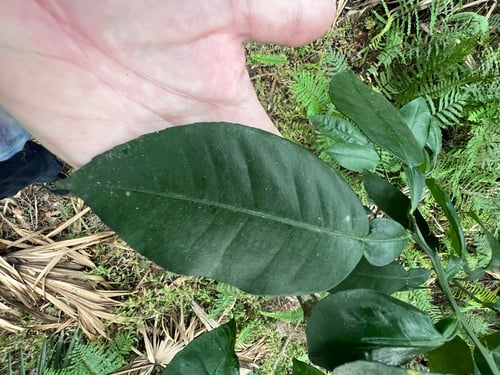 Citrus paradisi