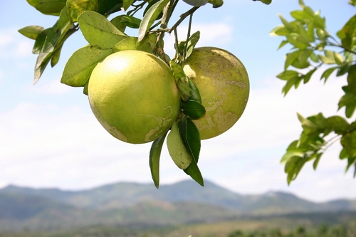 Citrus paradisi (Grapefruit) — photo