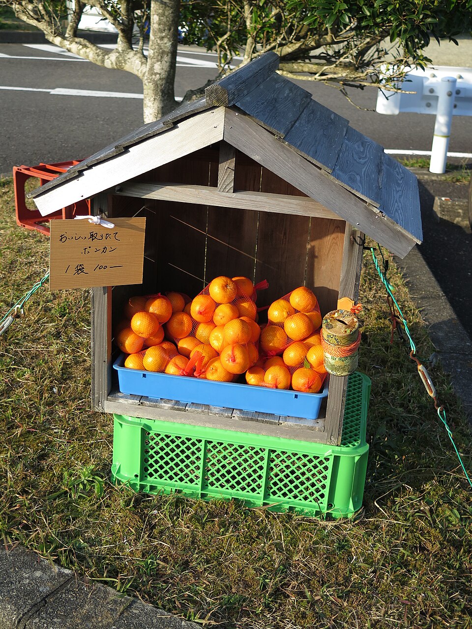 Citrus poonensis — photo