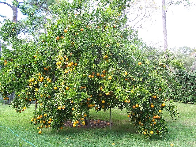 Citrus poonensis