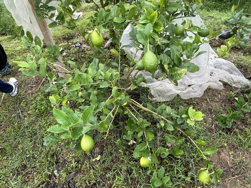 Citrus pseudolimon (Hill lemon) — photo