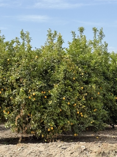 Citrus pseudolimon (Hill lemon) — photo