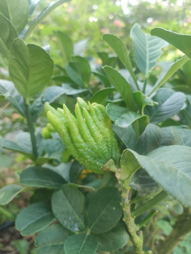 Citrus pseudolimon