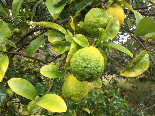 Citrus reticulata x C. sinensis (Tangor) — photo