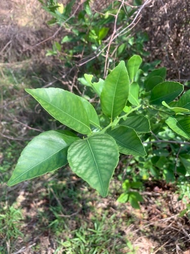 Citrus reticulata