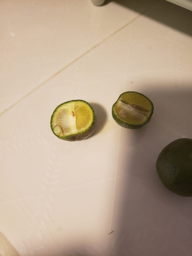 Citrus sudachi