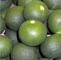 Citrus sudachi (Sudachi) — photo