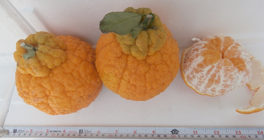 Citrus sulcata (Sanbokan) — photo