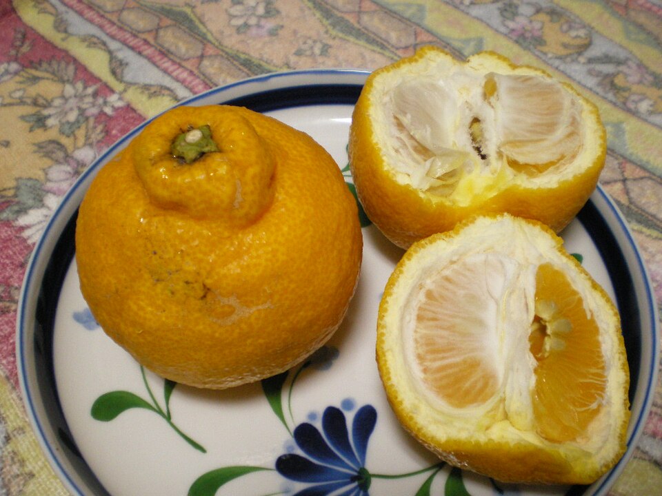 Citrus sulcata