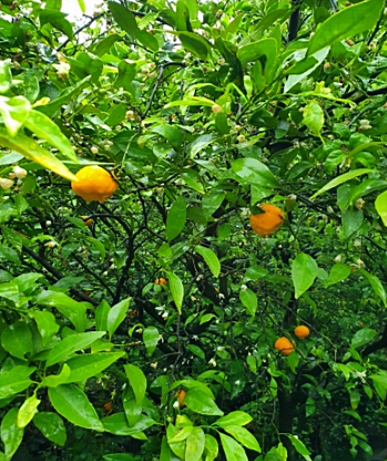 Citrus sunki