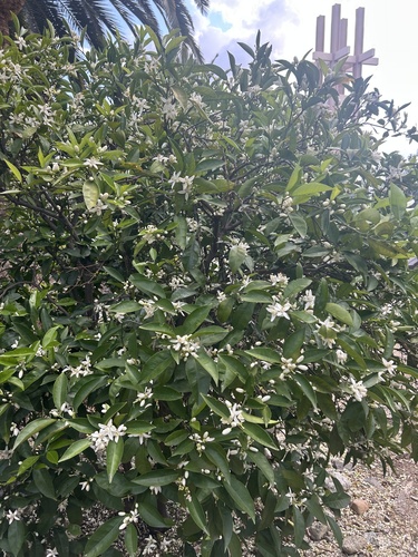 Citrus swinglei (Malayan kumquat) — photo