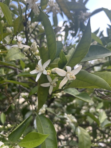 Citrus swinglei