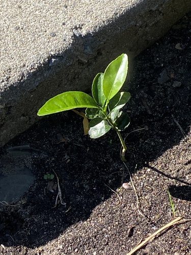 Citrus tachibana (Tachibana orange) — photo