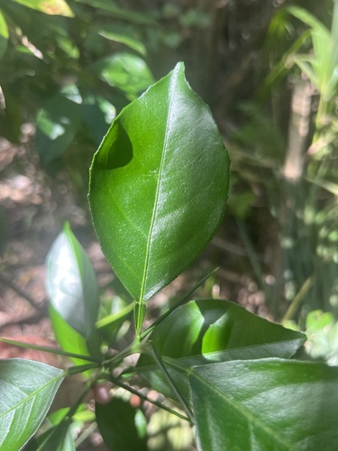 Citrus tachibana