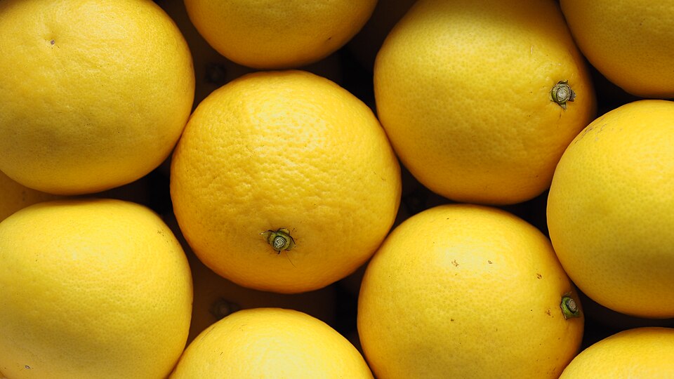 Citrus tamurana (New Summer Orange) — photo