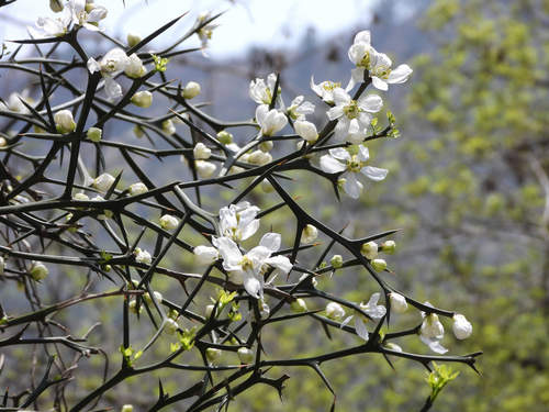 Citrus trifoliata (Trifoliate orange) — photo