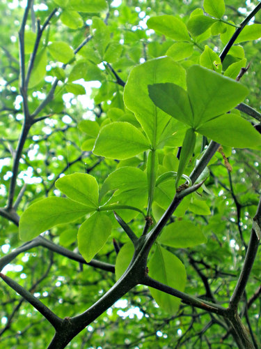Citrus trifoliata (Trifoliate orange) — photo