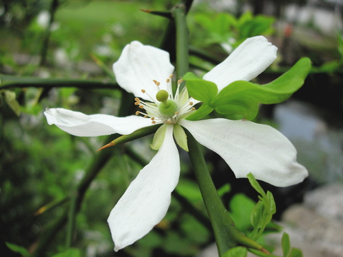 Citrus trifoliata