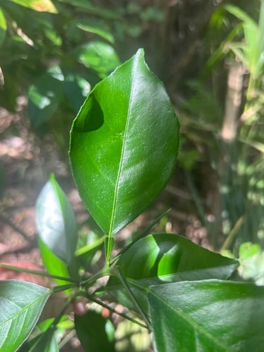 Citrus unshiu