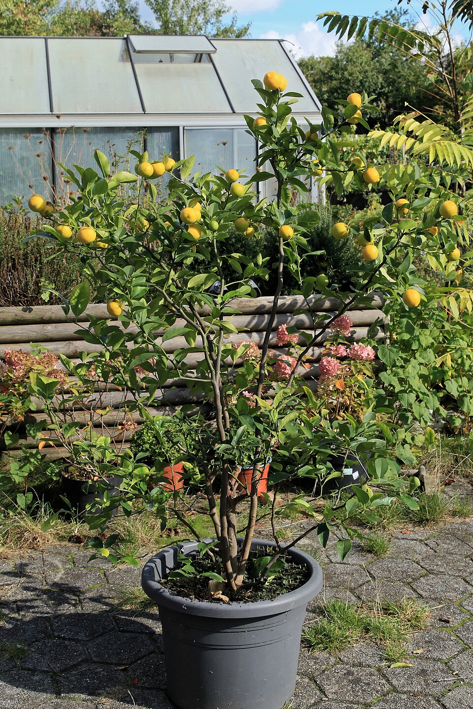 Citrus volkameriana (Volkamer lemon) — photo
