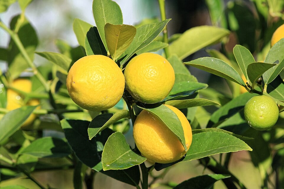 Citrus volkameriana