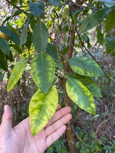 Citrus x aurantium