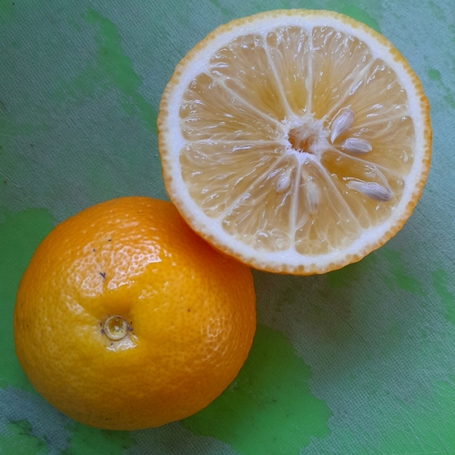 Citrus x floridana — photo