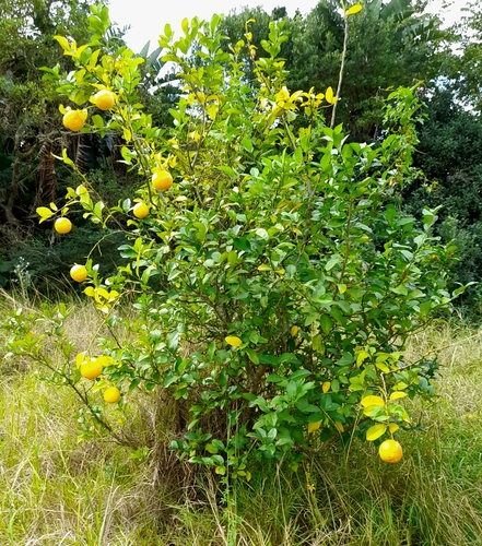 Citrus x jambhiri (Citronelle) — photo