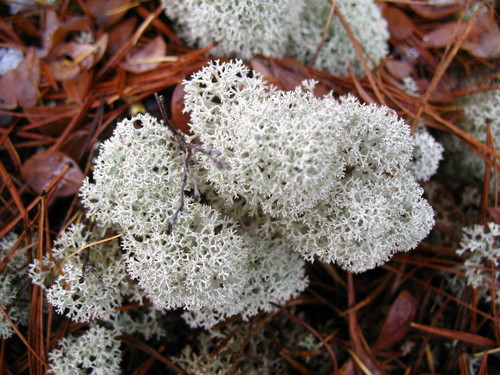 Cladina stellaris (Star reindeer lichen) — photo
