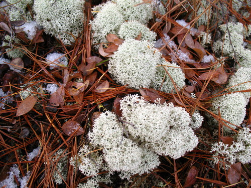 Cladina stellaris (Star reindeer lichen) — photo