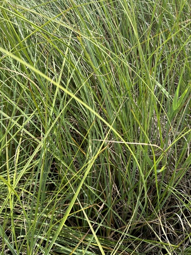 Cladium mariscus subsp. jamaicense (Saw grass) — photo